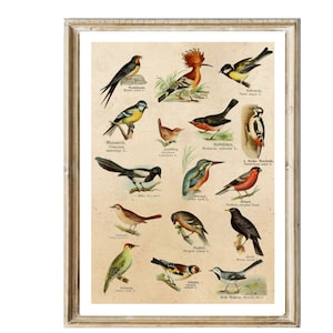 Vintage Print Collage Vogelarten Rotkehlchen Blaumeise  Poster Wanddekoration
