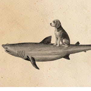 Peut inclure: Impression encadrée en noir et blanc d'un chien assis sur le dos d'un requin. L'illustration est sur un fond beige clair et est encadrée dans un cadre marron foncé. Une œuvre d'art amusante et unique.