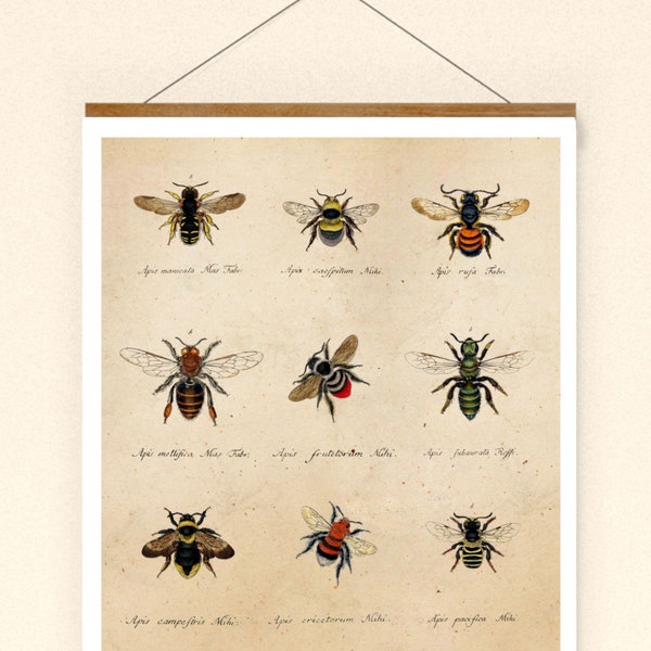 Vintage Print Bienen Bienenarten Collage  Wanddekoration Wandkunst