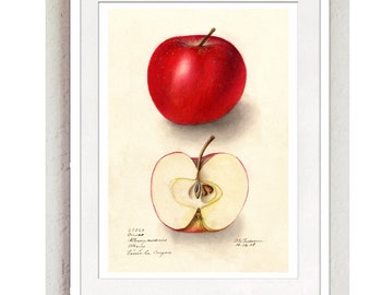 Vintage Print Apple No. 2 Reprint Poster Lexicon Wall Decoration Kitchen Kitchen Decoration Fruit Citrus Fruit