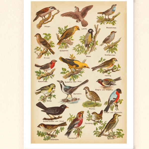 Vintage Print Collage Vogelarten Rotkehlchen Blaumeise  Poster Wanddekoration