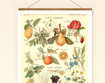 Vintage Print Zitrone Orange Reprint Poster Lexikon Wanddekoration Küche Küchendeko Obst Zitrusfrucht