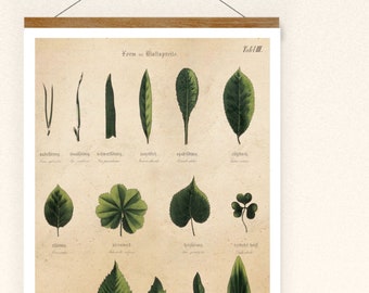 Print leaf shapes leaves botanical vintage poster wall decoration illustration wall art leaf