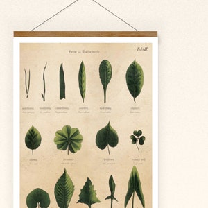 Print Blattformen Blätter botanisch vintage Poster Wanddekoration Illustration Wandkunst Blatt
