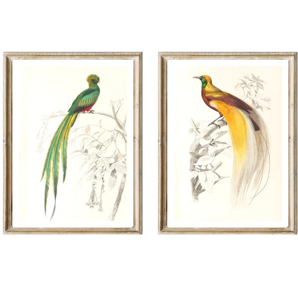 Paradiesvogel Vintage art Print im 2er Set oder einzeln Vintage Illustration