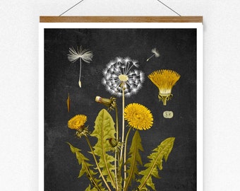 Affiche vintage imprimée pissenlit pissenlit taraxacum officinale affiche lexique décoration murale Art mural