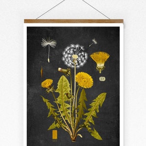 Poster Vintage Print Pusteblume Löwenzahn taraxacum officinale Poster Lexikon Wanddekoration Wandkunst