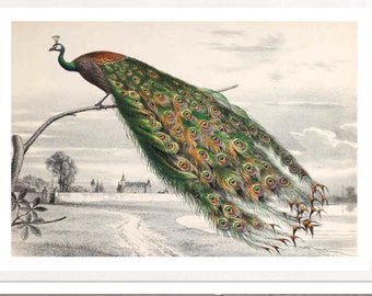 Print Bird Vintage Illustration Peacock Poster Picture Wall Decoration Wall Art Whimsigoth