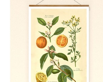 Vintage Print Zitronen Zitronenbaum und andere Poster Lexikon Wanddekoration Küche Küchenposter Zitrone Zitrusfrucht