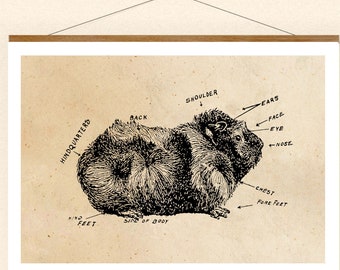 Vintage Print Anatomie des Rosetten-Meerschweinchens Collage Poster Lexikon Meerschweinchen guinea pig Wanddekoration Badezimmer Deko