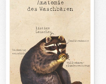 Vintage Print Anatomie des Waschbären  Collage Poster Lexikon Wanddekoration Waschbär Badezimmerdeko Bad Badezimmer Deko