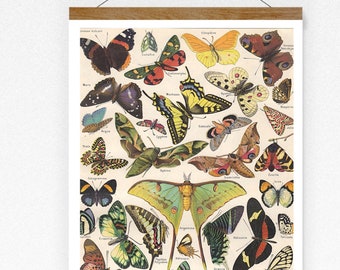 Vintage | Schmetterlinge | Print | Adolphe Millot | Poster