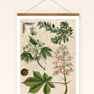 Print chestnut and maple collage picture illustration from antique illustrations poster wall decoration
