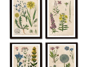 Vintage 4-piece set of printed plant illustration posters, encyclopedia wall decoration, wall art posters, dandelion, cornflower