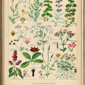 May include: A vintage botanical illustration of various digestive and stimulating plants. The image features a variety of flowers, leaves, and stems, including chamomile, mint, and anise. The text "Plantes digestives, stimulantes" is printed at the bottom of the image.