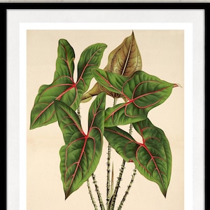 Vintage Print Plant Illustration Poster Lexicon Wall Decoration