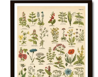 Vintage konsttryck örter medicinalväxter läkande örter giftiga växter poster