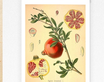 Granatapfel Print Etsy