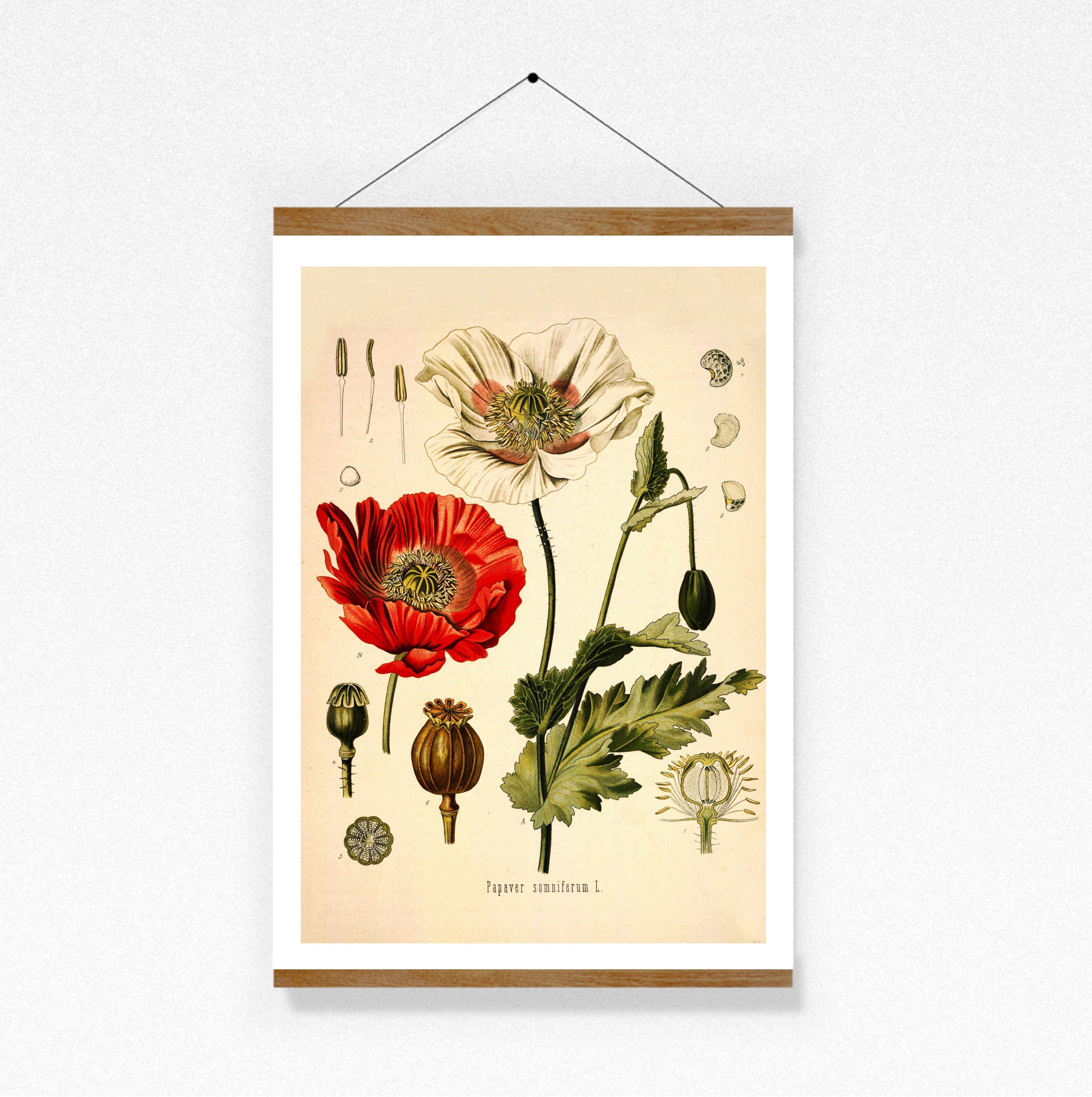 Mohn poster