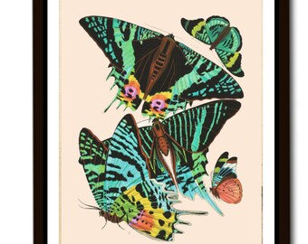 Posters | Vintage | Print | Butterflies | Wall decoration | Wall art