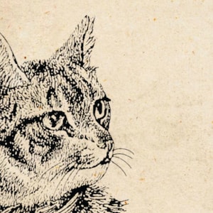 May include: A black and white line drawing of a cat's head and shoulders. The cat is looking to the right of the image. The cat's fur is detailed with lines and dots.