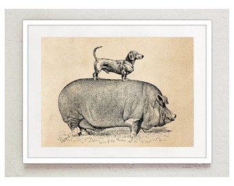 Vintage Print Dachshund and Pig Collage Poster Encyclopedia Wall Decoration Dog