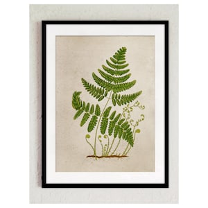 Poster Vintage Print Fern 2 Format A4 Wall Decoration Poster Picture Illustration vintage plant