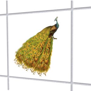 Könnte beinhalten: Farbige Illustration eines Pfaus mit ausgebreiteten Schwanzfedern. Der Pfau hat einen blauen Kopf und Hals, einen braunen Körper und einen langen Schwanz mit grünen und gelben Federn. Das Bild ist vor weißem Hintergrund.