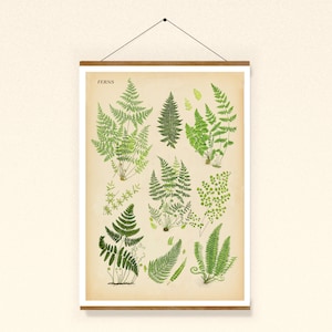 Fern, poster, fern species, fern leaves, botanical wall art, vintage aesthetic, green plants, print