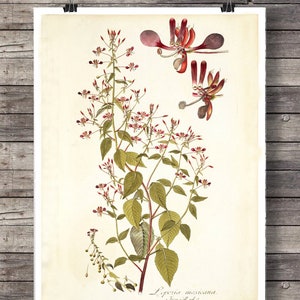 Vintage Print Flora II Poster verschiedene Größen Blume Kräuter Wanddekoration