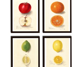 Fruit Apple Orange Lemon Lime Print Set of 4 Illustrations Print Set Wall Decoration Poster Format A4 Vintage