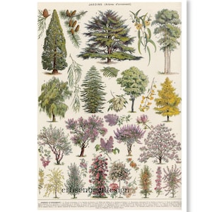 Forest Trees Vintage Print Poster Wall Decor
