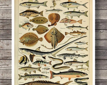 Vintage Print Fische poissons Nachdruck aus altem französischen Lexikon Wanddekoration