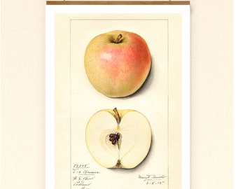 Vintage Print Apfel Nr. 3  Poster Lexikon Wanddekoration Küche Küchendeko Obst Wandkunst