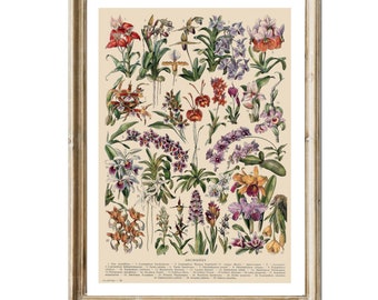 Vintage Print Flowers Orchids Flower Wall Decoration Vintage Poster Vintage Decor Easter Easter Gift Mother's Day Birthday Gift