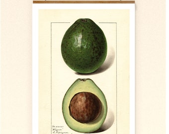 Vintage Print Avocado  Poster Lexikon Wanddekoration Küche Küchendeko Küchenposter Wanddeko Wandkunst