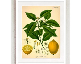Vintage Print Zitronen Poster Lexikon Wanddekoration Küche Küchenposter Zitrone Zitrusfrucht