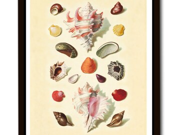 Vintage Print Shells Reprint from Lexicon Wall Decoration