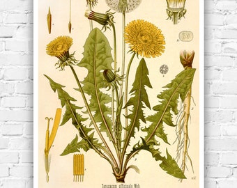 Dandelion Vintage Print Poster