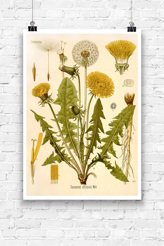 Featured image of post Poster Set Pusteblume