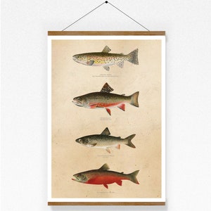 Fish | Trout | Vintage | poster