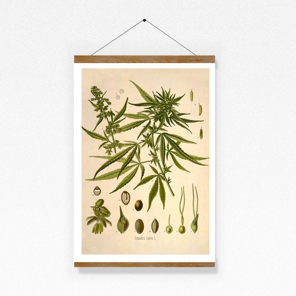 Print Cannabis sativa Pflanze Lexikon Deko Wandkunst Hanf Poster