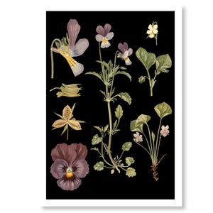 Stiefmütterchen Blume Lehrtafel  Poster Print Vintage Wanddekoration schwarz Geschenk