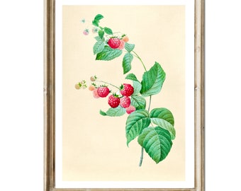 Vintage Print Raspberry Reprint Poster Lexicon Wall Decoration Kitchen Kitchen Decoration Fruit Citrus Fruit