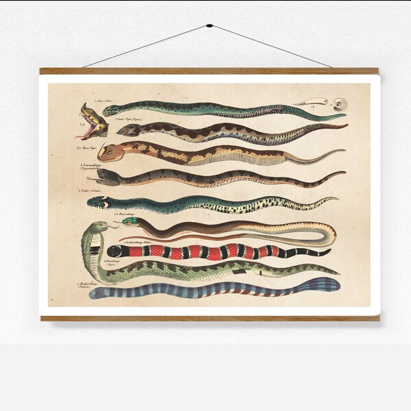 Vintage Print Snakes Adder Viper et autres Collage Wall Decor Wall Art