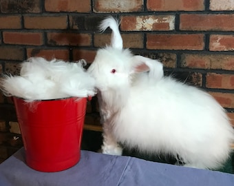 Angora/alpaca/merino Roving,  1/3 blend of each in pure white