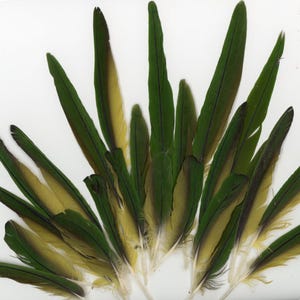 30 Turtlemania~ So Green White Eyed Conure Tails and Winglets  1.5"- 6" long~~ Great for fans!