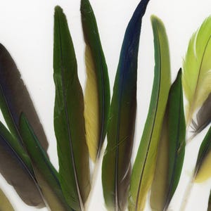 May include: A collection of colorful feathers in shades of green, yellow, and blue. The feathers vary in size and shape, with some having a dark tip. The feathers are arranged on a white background.