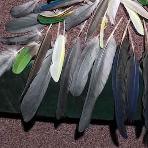 Parrot Feather Grabbag~ 50 Parrot Feathers ~ for crafts or costumes!