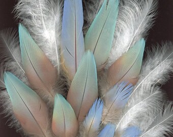 Blue Cloud~ 25 Sweet Lil' Lavender Scarlet Macaw Mini-tails and Fluffy White Peacock Angora Clouds!